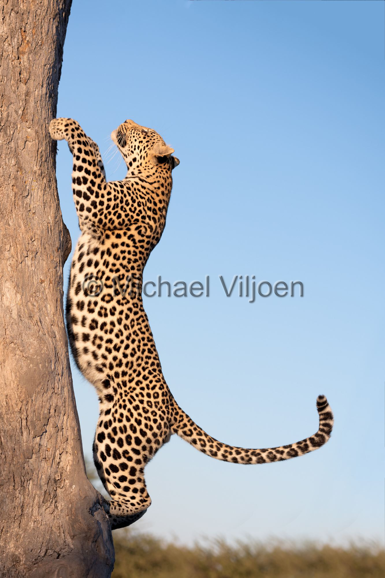 Leopard Photography